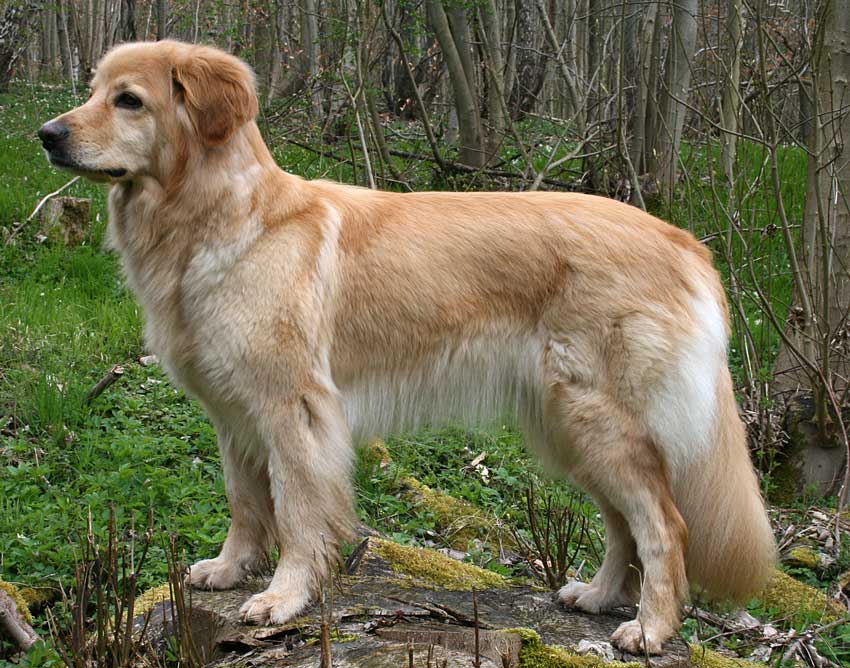 20080420-Il-IMG1490-Lola-668