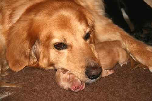 20110428-Il-IMG9490-Lola-mit-Huendin-blond.jpg