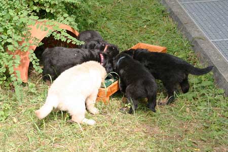 20080729-Ge-IMG3570-WelpenBeimFressen